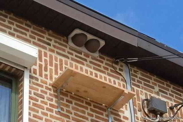 Zwaluwen krijgen nieuwe broedplekken