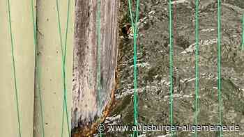 Das Kükendrama am Mühlbach geht weiter