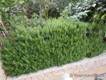 This low-maintenance rosemary variety works well as a divider hedge