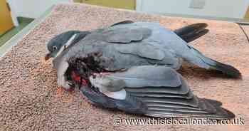 Hunt to find man after pigeon shot with catapult in South Ockendon