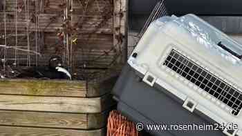 Feuerwehr rettet Bienen, Vögel, Eichhörnchen und eine besonders hartnäckige Entenfamilie