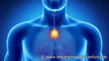 Krebsbekämpfung: Forscher hoffen auf winziges Organ