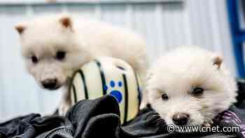 What De-Extinction Means for the Living World