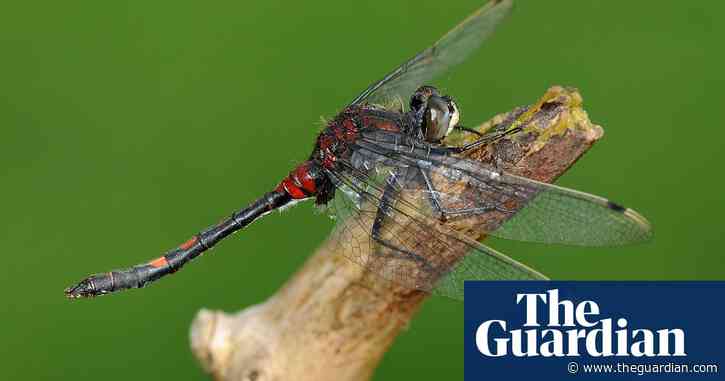 Rare dragonfly introduced into remote area of Cumbria to reverse its decline