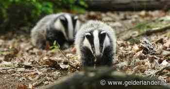 Boswachter ruimt gevaarlijk gif op bij burcht: ‘We houden de in- en uitgang nauwlettend in de gaten’