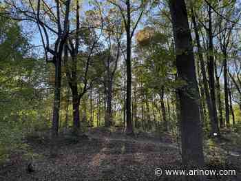 How to celebrate Earth Day in Arlington: Volunteering, yoga and more