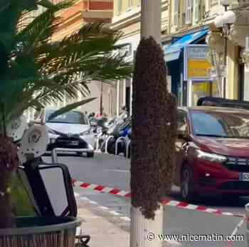 Un énorme essaim d'abeilles fait le buzz en plein centre-ville de Nice ce mardi