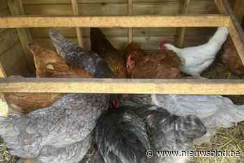 School heeft nieuwe kippen na mysterieuze verdwijning: “We zijn heel blij”