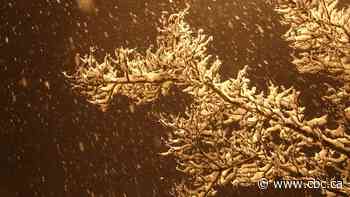 Parts of western Manitoba under snowfall warning as 10 to 20 cm expected Tuesday