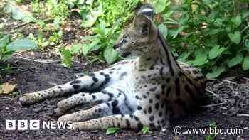 Serval cat back home after suspected break-in