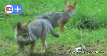 Ist die Leitwölfin des Segeberger Rudels totgefahren worden?