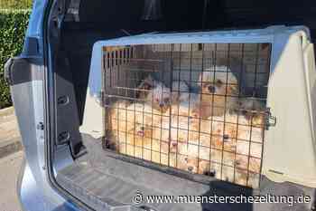 Verwahrlost und ausgehungert: Veterinäramt rettet 182 Tiere