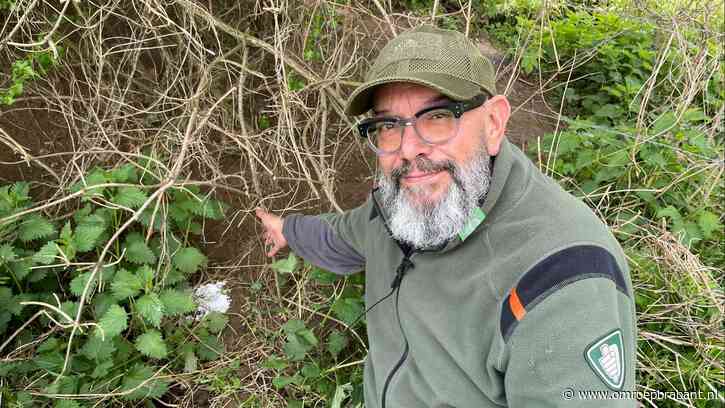 Aangifte van het strooien van vermoedelijk gif bij dassenburchten