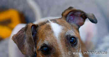 Tierheim Bamberg: Hund Sammy sucht ein ruhiges Zuhause