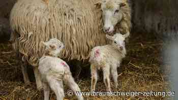 Verdacht auf Tierquälerei: Schäfer am Südharz darf keine Tiere mehr halten