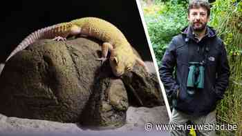 Gekko zoekt thuis: Natuurhulpcentrum is voortdurend op zoek naar nieuwe baasjes