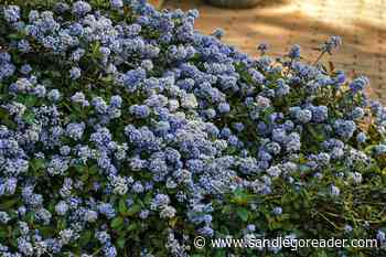 <em>Ceanothus</em> paints our local mountains, Silk Oak is a popular street tree