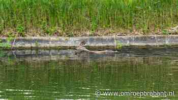 112-nieuws: ree in het kanaal • dode vrouw in water