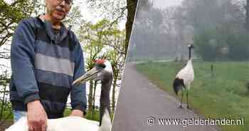 Eén van de grootste en zeldzaamste vogels ter wereld is verdwaald in Twente: ‘Haar mannetje mist haar, krijst de hele dag’