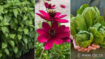 What to plant in 2025: Cost-saving annuals, vegetables and herbs for gardens and containers