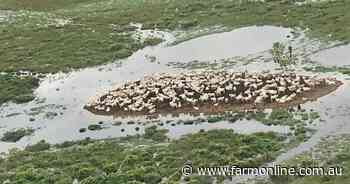 Brazil's toughest cattle country is also world's largest flooded grasslands