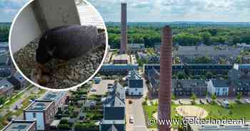 Ede heeft er drie bijzondere vogels bij en iedereen kan meekijken: ‘Gaat eruitzien als een slachthuis’