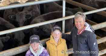 Prime heifers make the cut as processors chase extra supplies