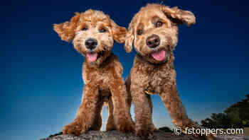 How One Self-Proclaimed Dogtographer Uses Her Camera to Change Lives