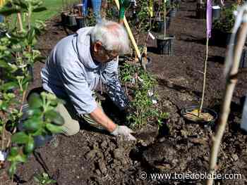 Photo Gallery: Mini forest planting project at Valley Grove Drive