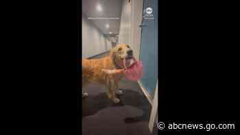 WATCH:  Adorable golden retriever carries big bone in tiny purse