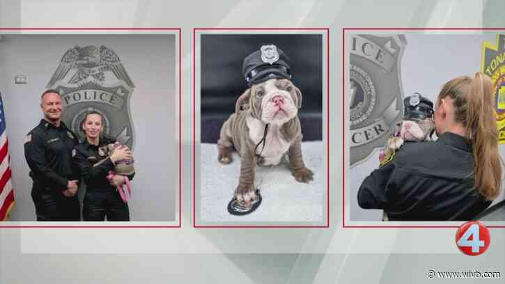 Town of Tonawanda Police Department receives donated therapy dog 