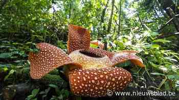 Schattig, prachtig of angstaanjagend? Biologen van UHasselt willen jouw mening kennen over parasieten