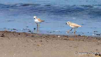 Environment groups raise alarm about Ontario bill that would weaken species protection