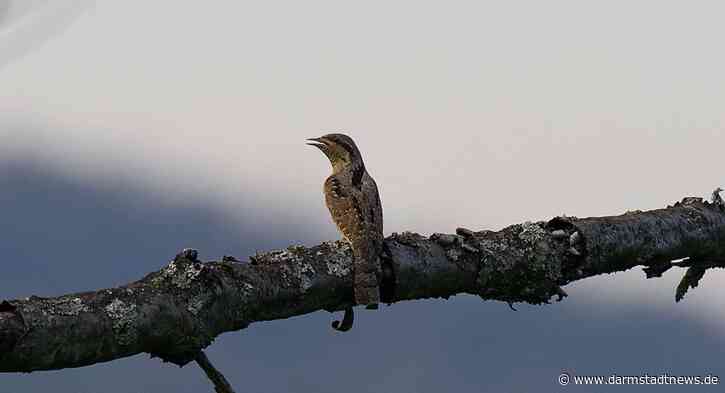 Die Vogelwelt der Eberstädter Streuobstwiesen – Eine vogelkundliche Wanderung in den Süden Darmstadts