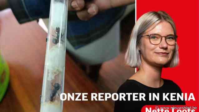 LIVE. Twee 18-jarige Kempenaars staan in Kenia terecht omdat ze mieren wilden smokkelen: volg het proces hier