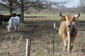 Rinder entwickeln Landschaft