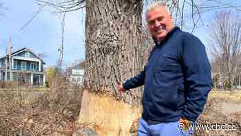 Beavers building waterfront home in Montreal suburb is a good thing, town says