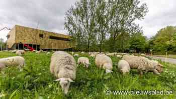 Schapen houden gras van Begijnhofpark kort