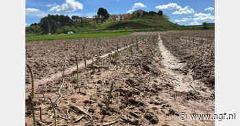"Groene asperges beschikbaar tot eind juni"
