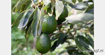 BGA voor Canarische avocado