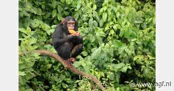 Chimpansees delen gistend fruit: mogelijk evolutionaire oorsprong van feesten