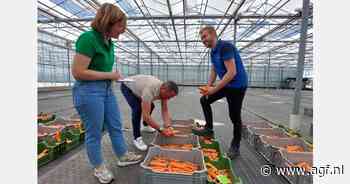 Bewaarpeen uit oogst 2024 laat grote verschillen zien