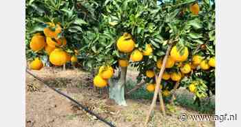 Zuid-Afrika schakelt over op moderne citrusrassen