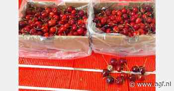 "Exportkersen tot 30 dagen vers door MAP"