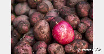 Tarieven bedreigen export zoete aardappelen uit North Carolina