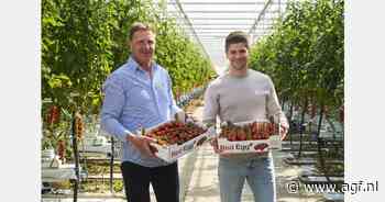 Telers schalen op met Red Egg Mini-tomaat