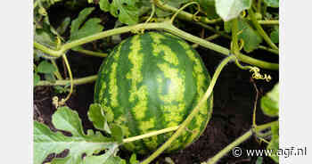 Spaans meloenenseizoen van start