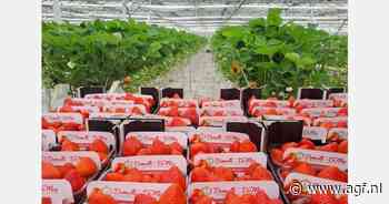 "Een laat Pasen was precies goed voor de mooie aardbeivolumes"