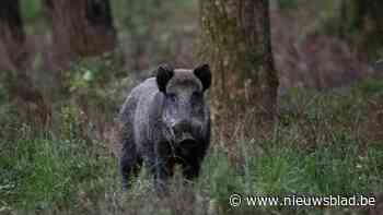 Gemeente roept op tot waakzaamheid door everzwijnen nabij 't Steen en De Hutten