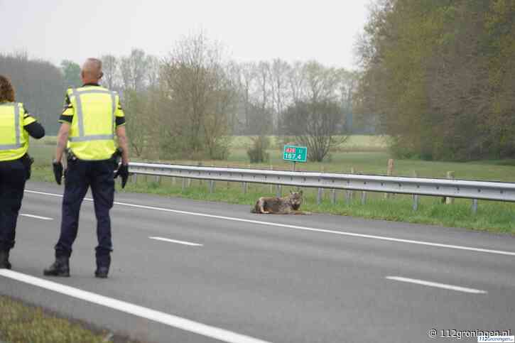 Update; Auto botst met overstekende wolf op de A28, wolf is nu overleden (Video)